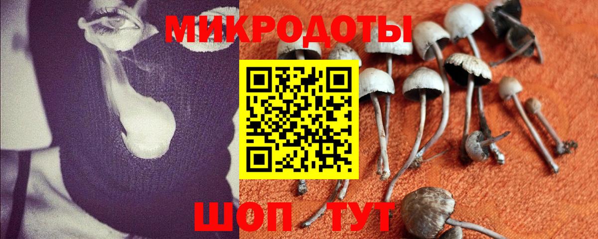 Псилоцибиновые грибы Psilocybine cubensis Кировск